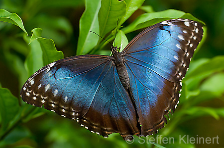 052 Himmelsfalter - Morpho peleides